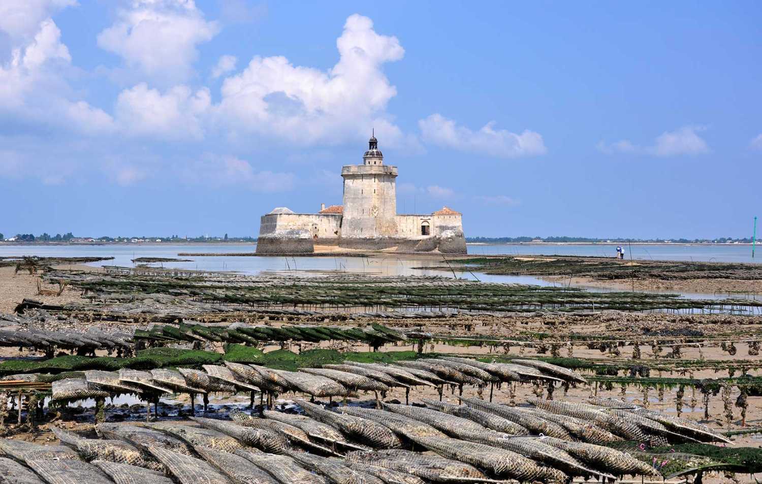 Les secrets d'élevage des huîtres Marennes-Oléron