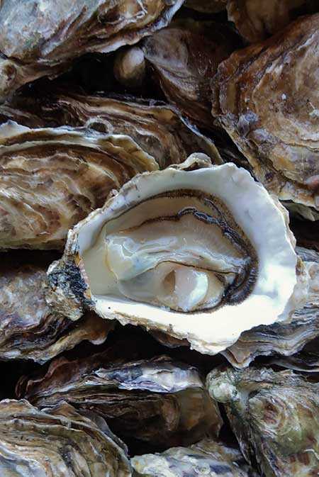 les huîtres Cocollos huîtres Marennes Oléron et huîtres irlandaises