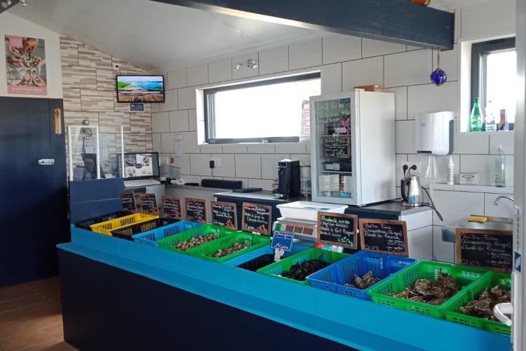 Cocollos oysters production and breeding of Marennes-Oléron and Special and Flat Irish oysters