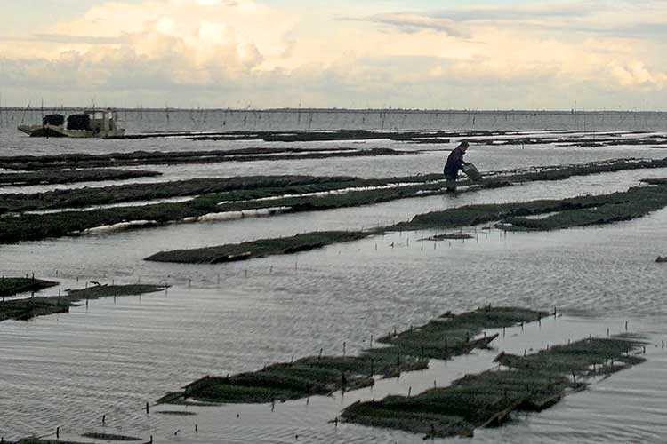 les huîtres Cocollos production et élevage d''huîtres Marennes-Oléron et Spéciales et Plates d'Irlande