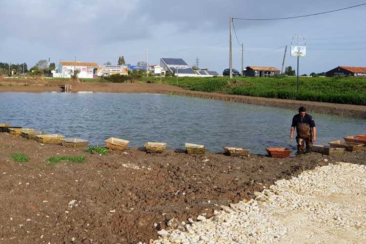 les huîtres Cocollos production et élevage d''huîtres Marennes-Oléron et Spéciales et Plates d'Irlande