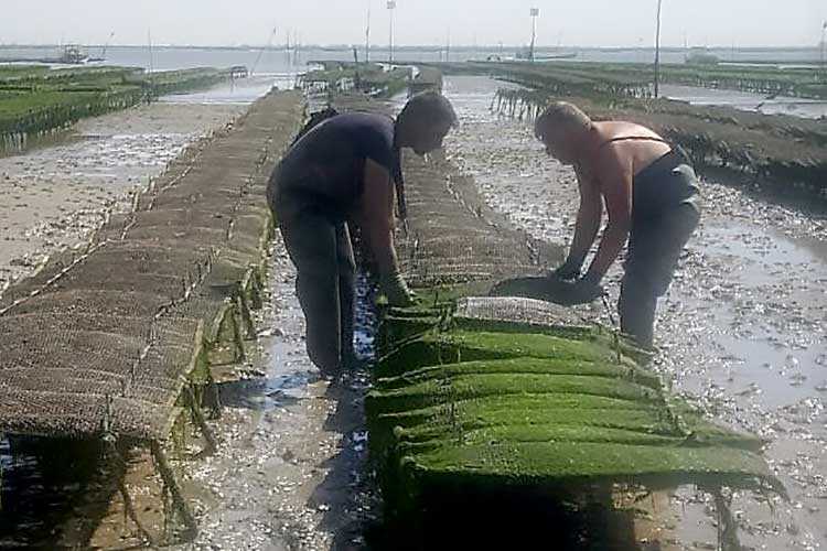 les huîtres Cocollos production et élevage d''huîtres Marennes-Oléron et Spéciales et Plates d'Irlande