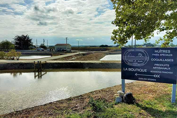 les huîtres Cocollos production et élevage d''huîtres Marennes-Oléron et Spéciales et Plates d'Irlande