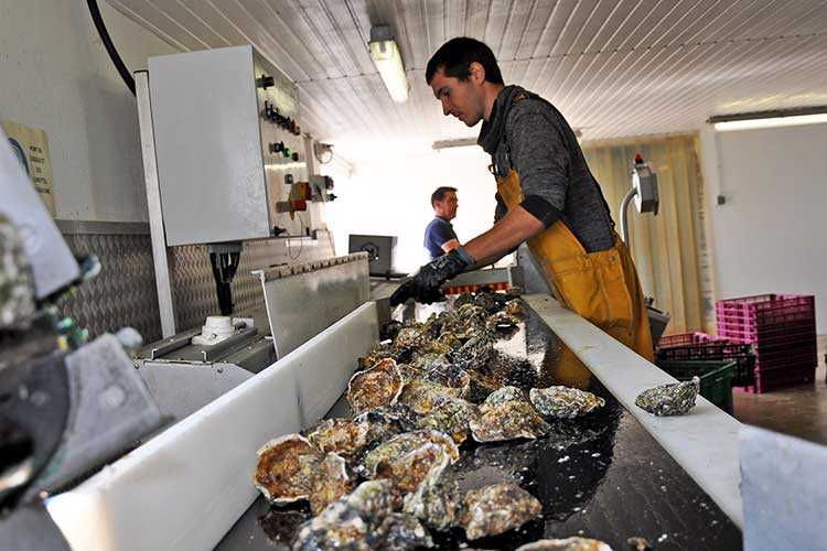 les huîtres Cocollos production et élevage d''huîtres Marennes-Oléron et Spéciales et Plates d'Irlande
