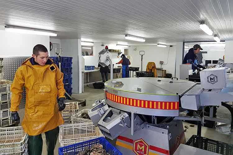 Les Huîtres Cocollos, c’est aussi une affaire de famille et chacun y participe
