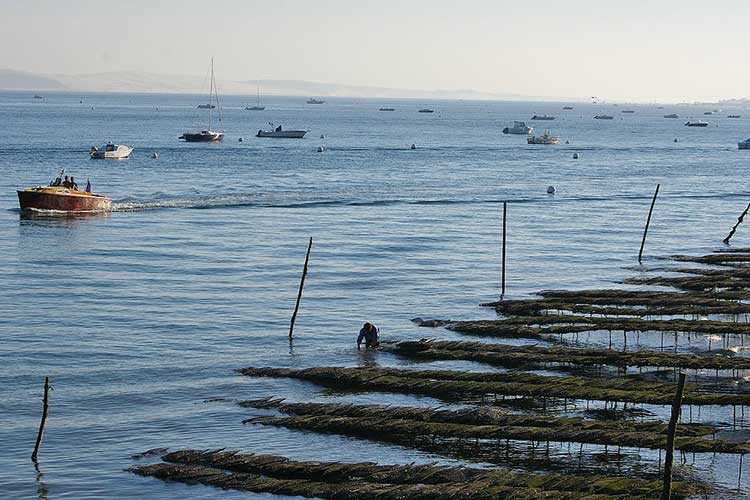 les huîtres Cocollos production et élevage d''huîtres Marennes-Oléron et Spéciales et Plates d'Irlande